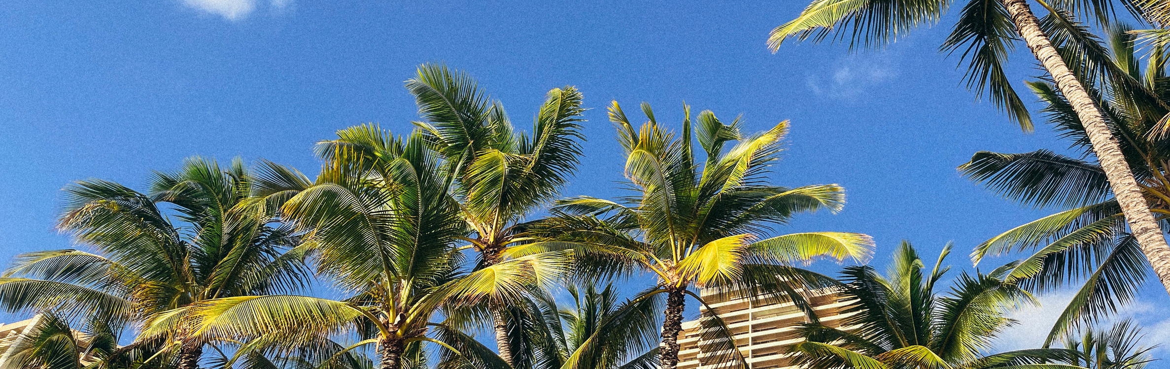 Palm_Header.png