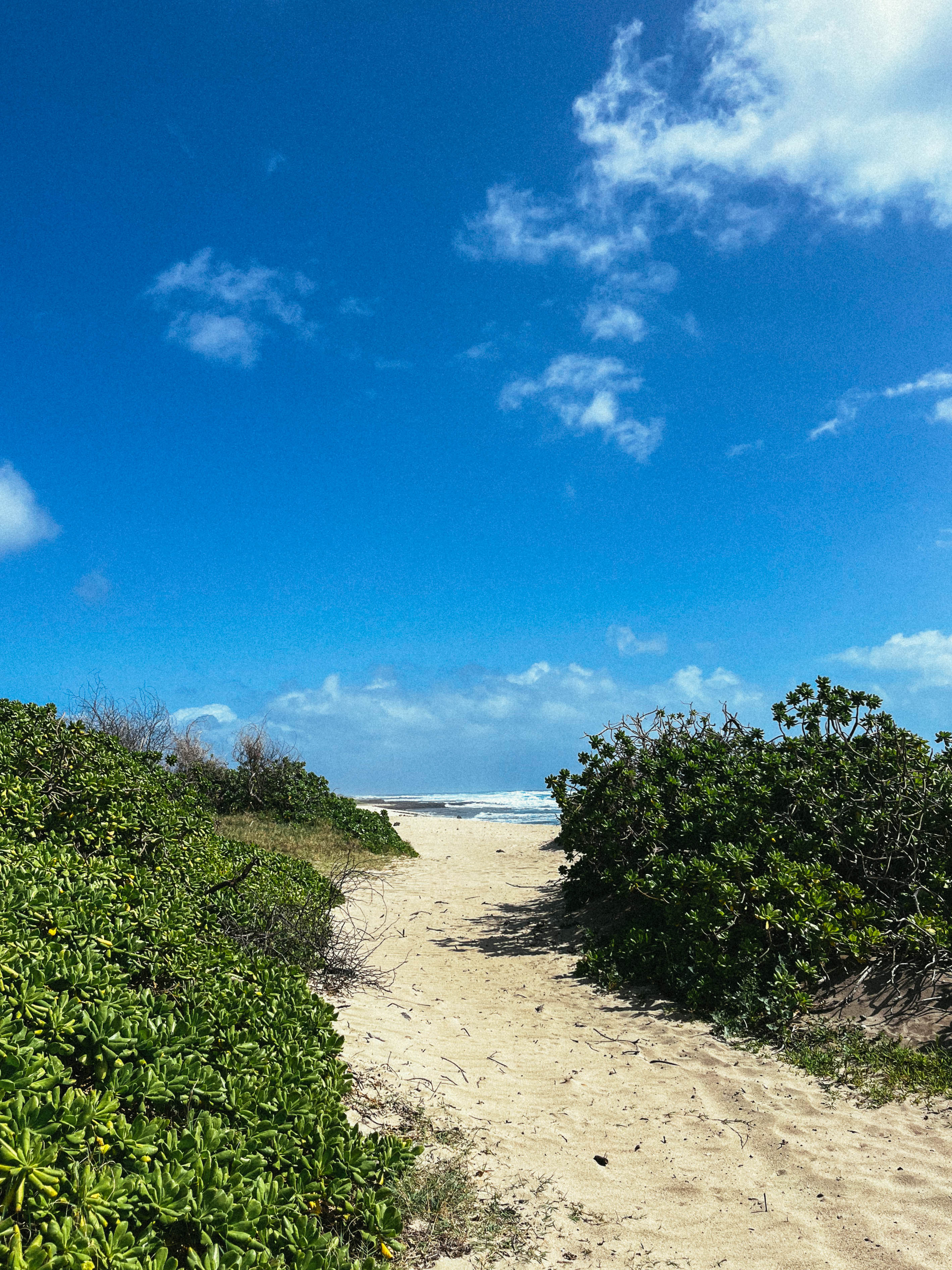 02.03.24_Oahu_-_Filler-6693_2.jpg